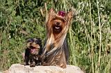 YORKSHIRE TERRIER 423
